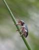 Plateumaris braccata